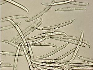 Fusarium_lateritium_2