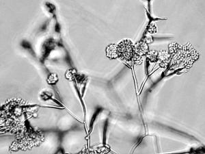 Gliocladium_sp_1