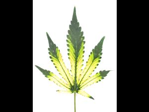 Cannabis_quinclorac (4)_3