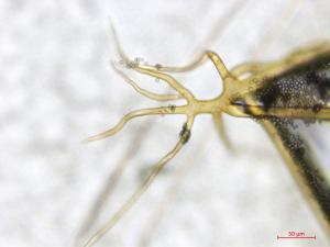 Rhizopus_sp_1