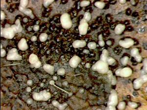 Septoria_sp_5