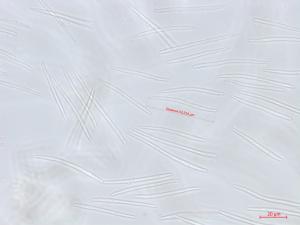 Septoria_sp_1