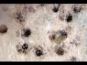 Sordaria_sp_2