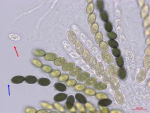 Sordaria_sp_8