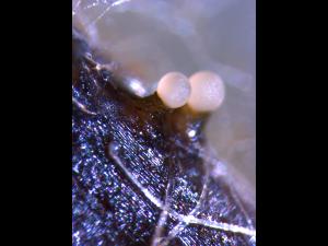 Zythia_sp_2