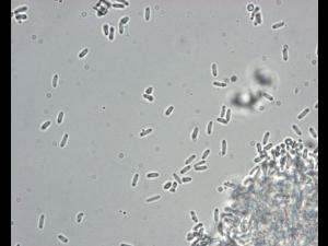 Zythia_sp_3