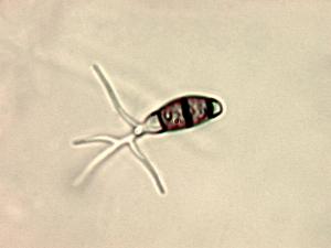 Truncatella_sp_3