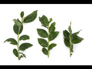 Bleuet - Virus de la mosaïque du bleuet (BlMaV)