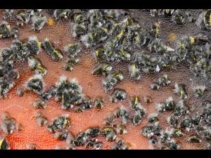 Colletotrichum_acutatum_4