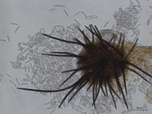 Colletotrichum_acutatum_2