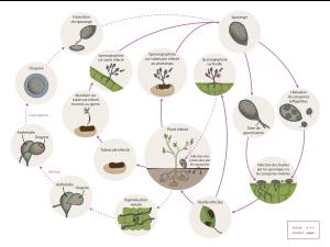 Phytophthora infestans - Cycle maladie