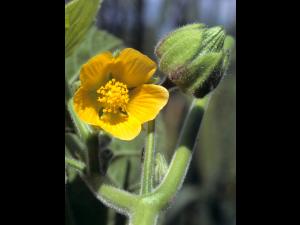 Abutilon à pétales jaunes(Abutilon theophrasti)_1
