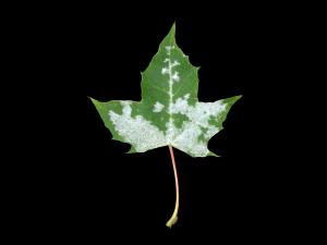 Érables - Blanc (Erysiphe circinata)