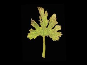 Courges - Virus de la mosaïque du concombre (CMV)