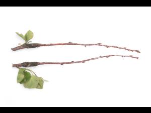 Amélanchier - Rouille (Gymnosporangium sp.)