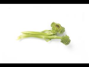 Brocoli - Tache noire alternarienne (Alternaria brassicicola)