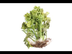 Céleri - Anthracnose (Colletotrichum acutatum)