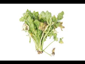 Céleri - Fusariose vasculaire (Fusarium oxysporum)