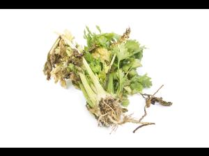 Céleri - Fusariose vasculaire (Fusarium oxysporum)