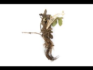 Fraise - Pourriture noire des racines_8