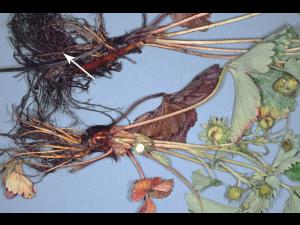 Fraise - Pourriture noire des racines_6