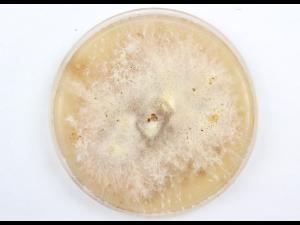 Fusarium_solani_2