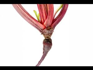 Betterave - Chancre de chaleur_1