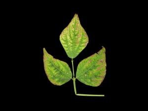 Haricot - Carence en potassium_2