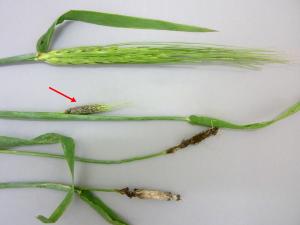 Orge - Charbon vêtu (Ustilago hordei)
