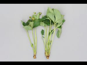 Fraise - Gel hivernal