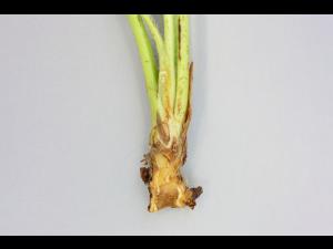 Fraise - Gel hivernal