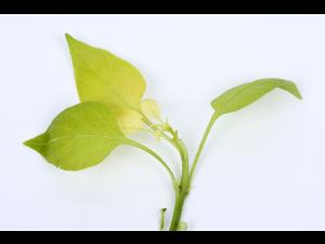 Poivron - Carence en fer