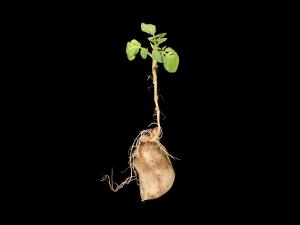 Pomme de terre - Boulage