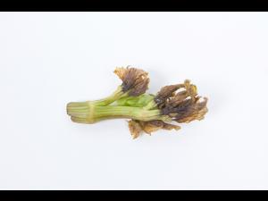 Céleri - Coeur noir (Carence en Ca)