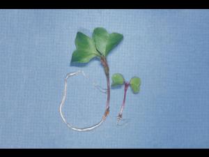 Chou-fleur - pH élevé (neutre à basique)