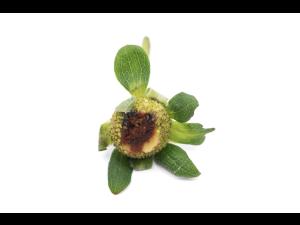 Fraise - Anthracnose (Colletotrichum acutatum)