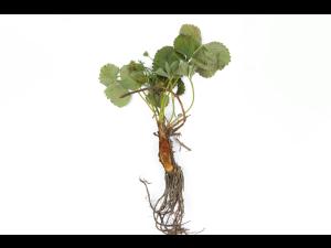 Fraise - Gel hivernal