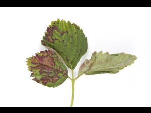 Fraise - Tache foliaire (Zythia fragariae)
