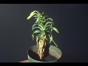 Lis - Salinité élevée