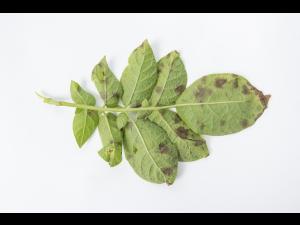 Pomme de terre - Maladies des taches brunes (Alternaria alternata)