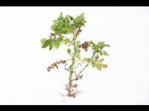 Pomme de terre - Verticilliose (Verticillium dahliae)