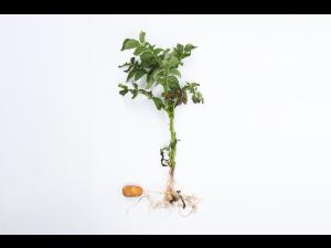 Pomme de terre - Fusariose vasculaire (Fusarium oxysporum)