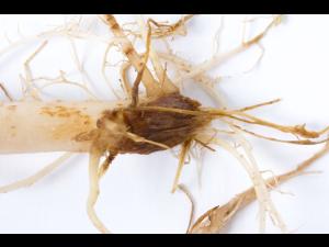 Pomme de terre - Fusariose vasculaire (Fusarium oxysporum)