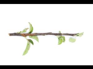 Pomme - Anthracnose (Neofabraea sp.)_15
