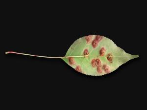 Pomme - Rouille (Gymnosporangium sp.)