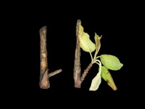 Pomme - Anthracnose (Neofabraea sp.)_13