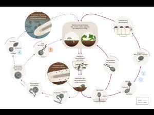 Pythium_sp._3