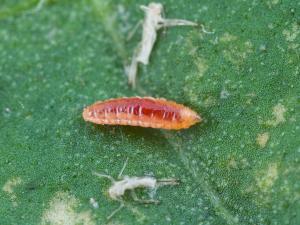 Cécidomyie du puceron (Aphidoletes aphidimyza)