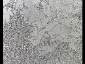 Fusarium_virguliforme_2