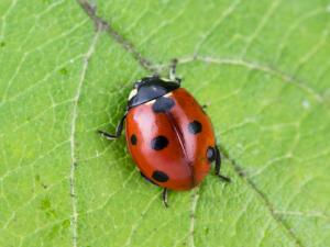 Coccinelle à sept points (Coccinella septempunctata)